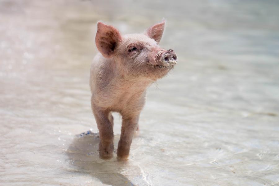 Schweinchen auf Exuma, Bahamas Rundreise