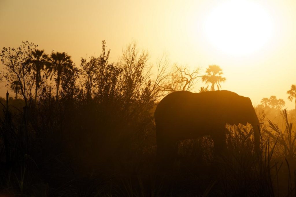 Elefant, Ngamiland East, Botswana