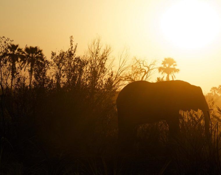 Elefant, Ngamiland East, Botswana