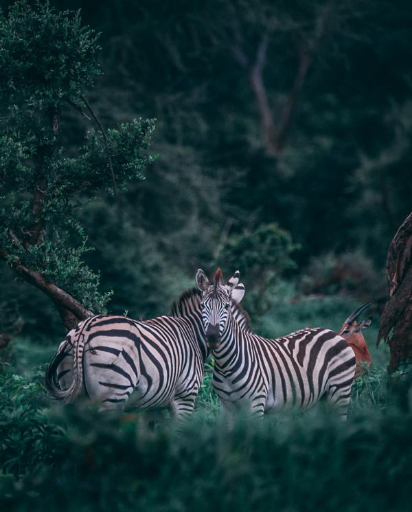 Zebras im Chobe Nationalpark, Botswana