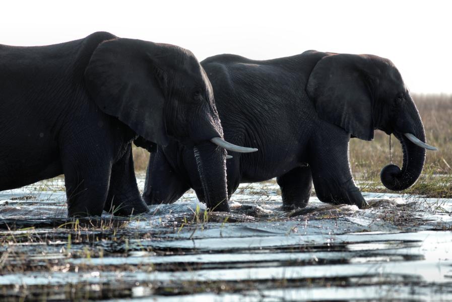 Elefanten, Kasane, Botswana Rundreise