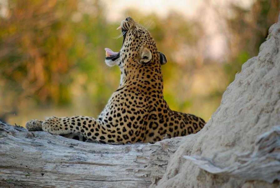Leopard, Botswana Rundreise