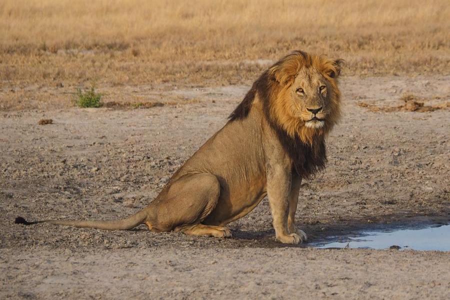 Löwe, Chobe Nationalpark, Botswana Rundreise