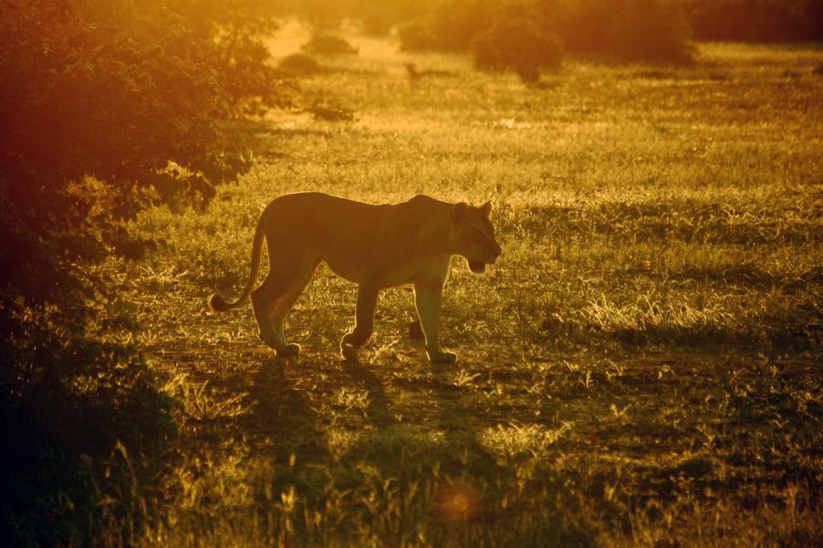 Löwin, Sonnenuntergang, Botswana Rundreise