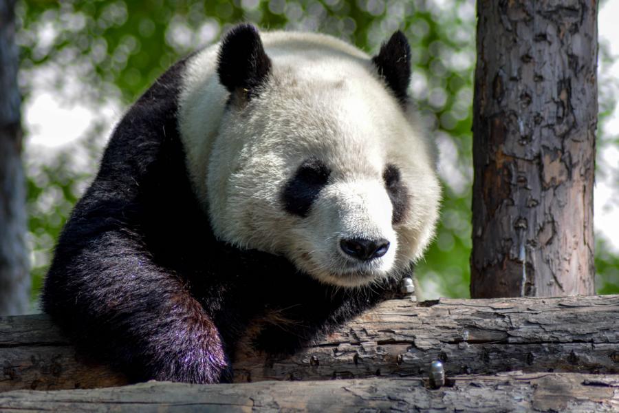 Panda, China Rundreise