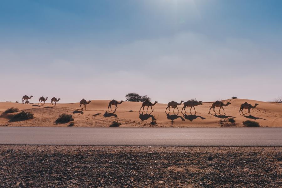 Kamele in der Wüste, Dubai Rundreise