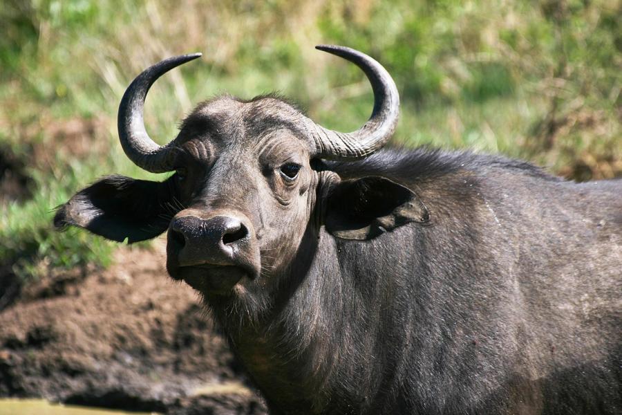 Büffel im Königreich Eswatini