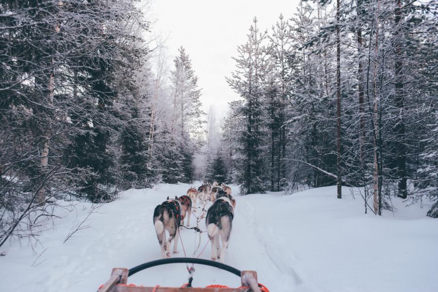 Schlittenhunde, Finnland Rundreise