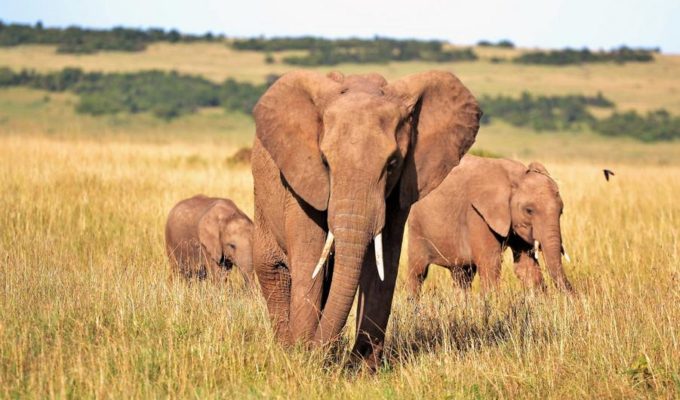 Elefanten, Kenia Rundreise