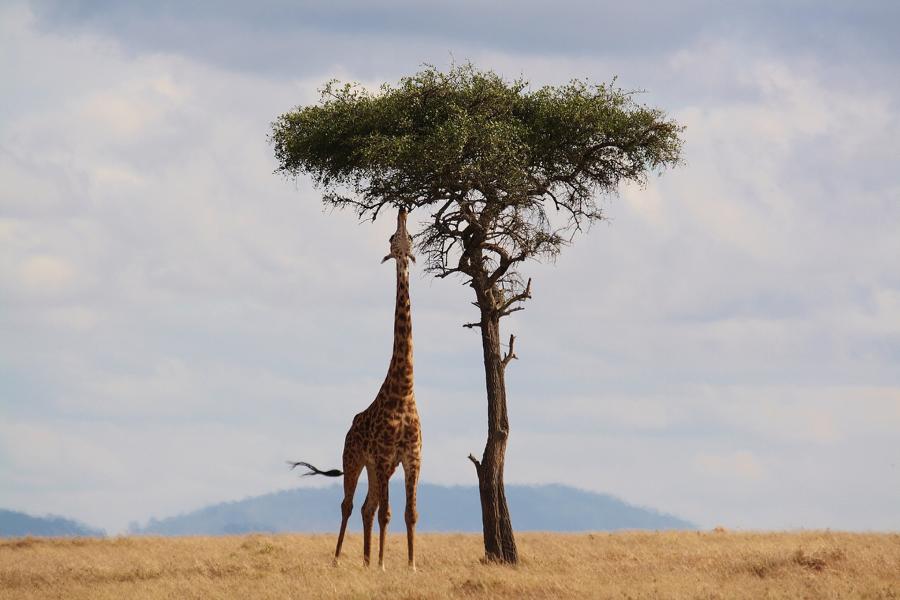 Giraffe, Kenia Rundreise
