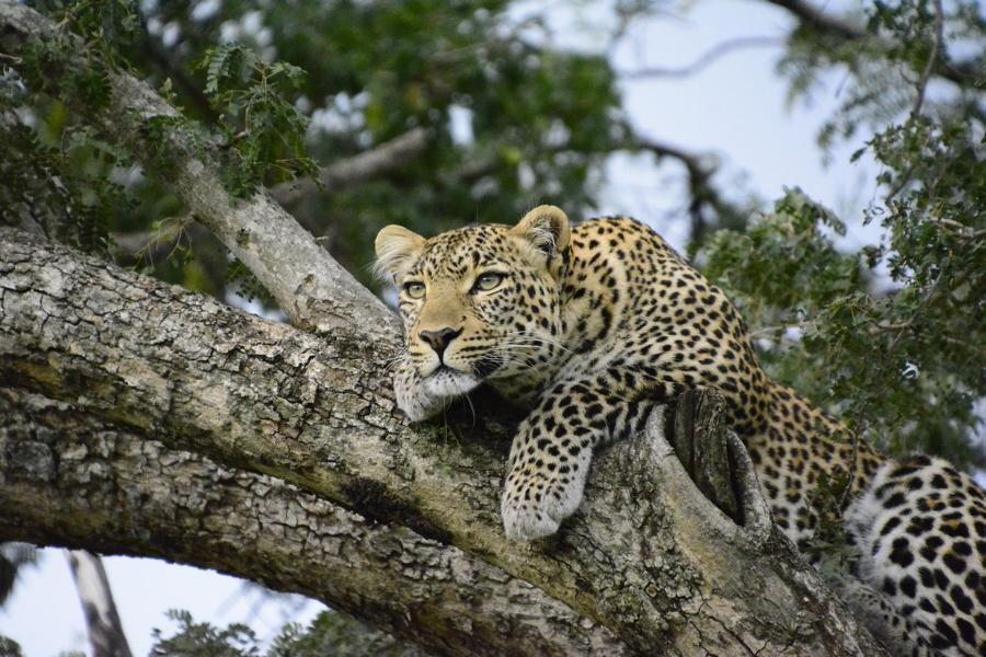 Leopard, Kenia Rundreise