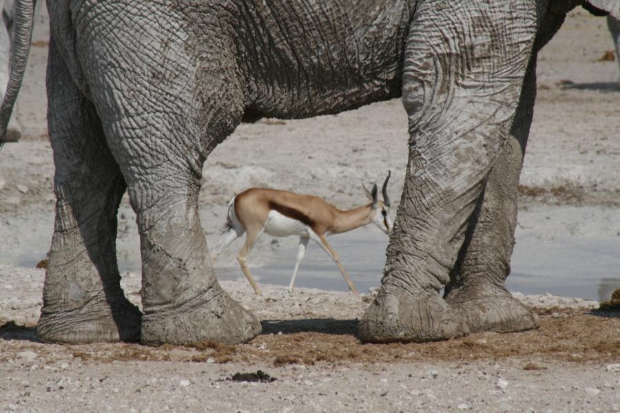 Elefant und Antilope, Etosha Nationalpark, Namibia Rundreise