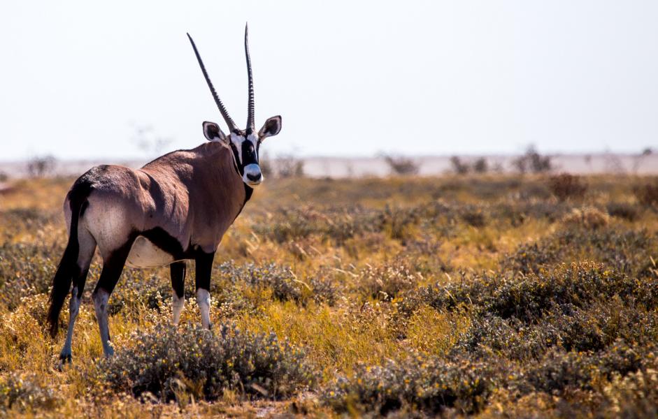 Oryx Antiilope, Etosha National Park, Namibia Rundreise