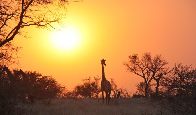 Giraffe, Sonnenuntergang, Sambia Reisen