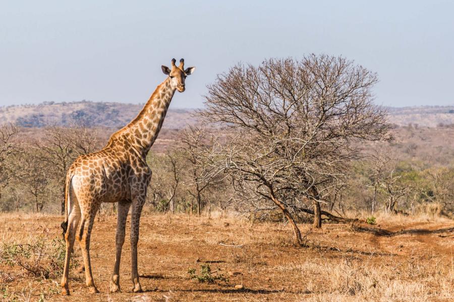 Giraffe, Simbabwe Reisen
