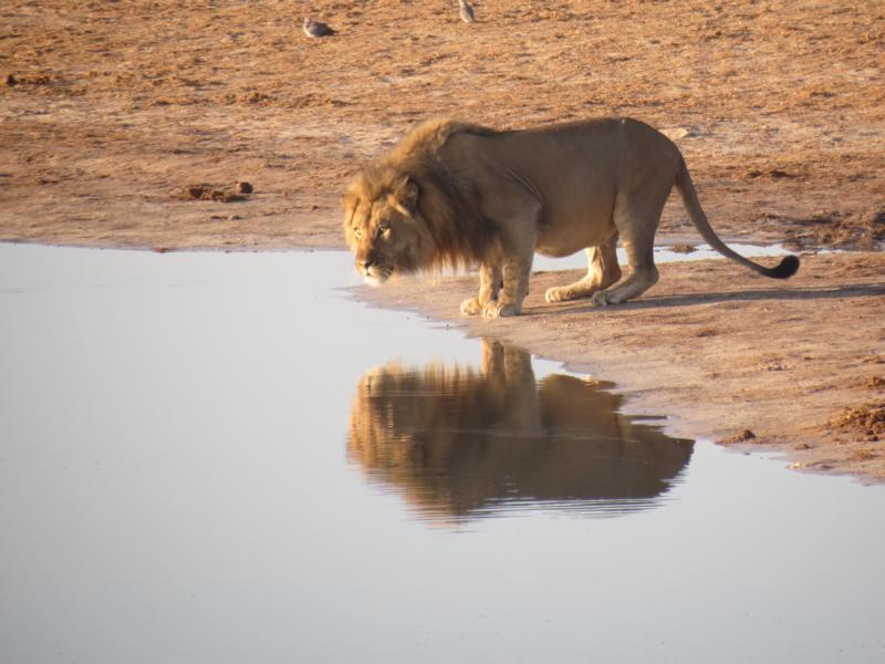 Löwe am Wasserloch, Simbabwe Reisen