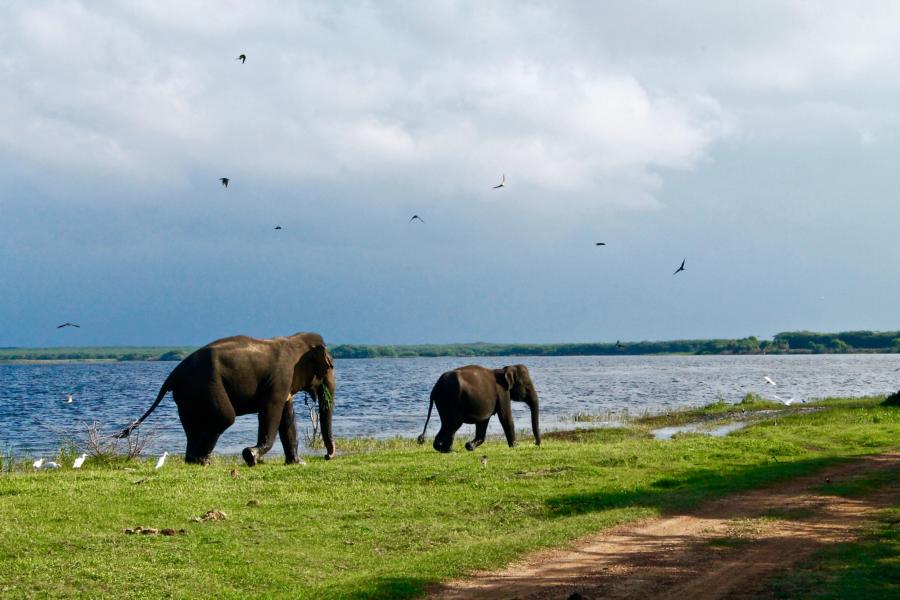 Elefanten, Tissamaharama, Sri Lanka Rundreise