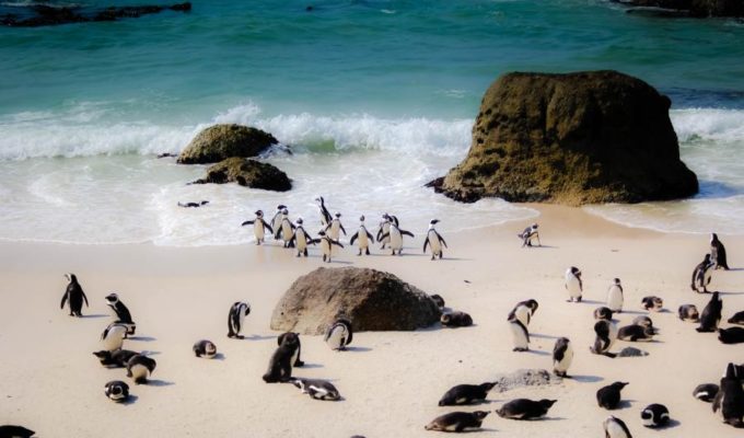 Pinguine, Südafrika Rundreise