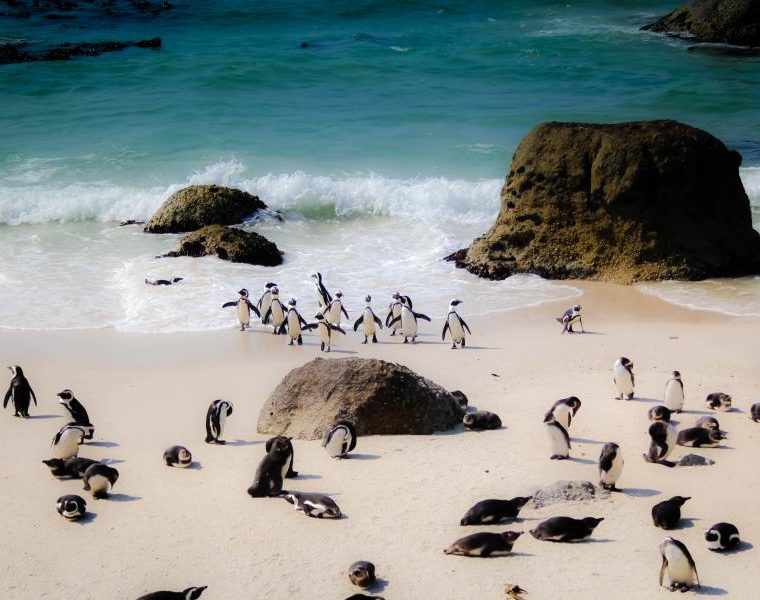 Pinguine, Südafrika Rundreise