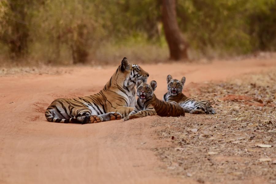 Tiger, Südindien