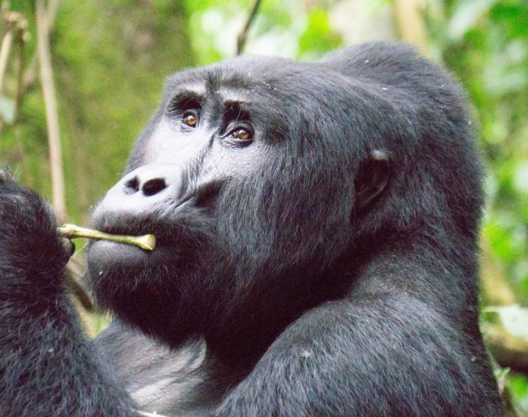 Gorilla, Uganda Rundreise