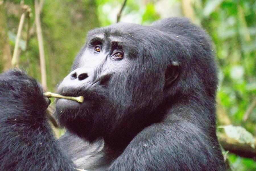 Gorilla, Uganda Rundreise