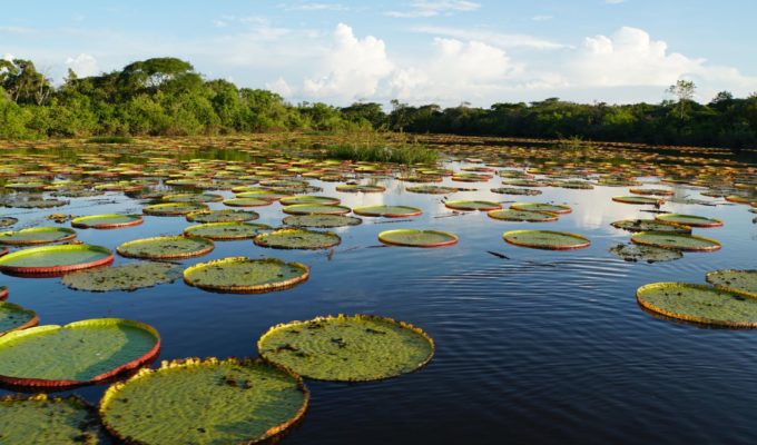 Lilien, Südamerika, Guyana - das Land der vielen Wasser