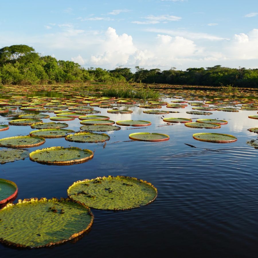 Lilien, Südamerika, Guyana - das Land der vielen Wasser