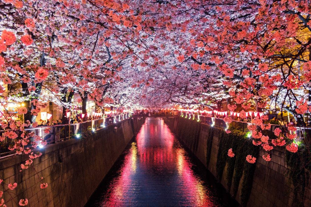 Japan, Kirschblüte, Unterwegs im Land der aufgehenden Sonne