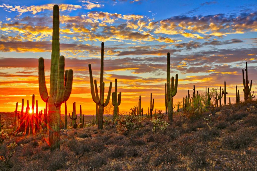 Sonnenuntergang in der Sonora Wüste, Mexiko