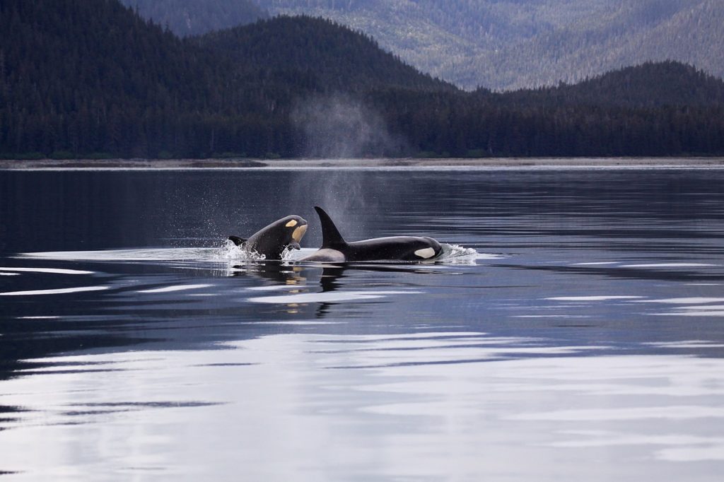 Whale Watching, Orcas in Norwegen