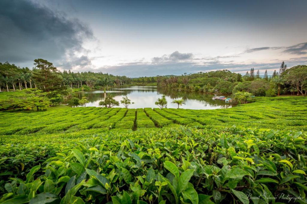 Teeplantagen, Bubble Lodge, Mauritius