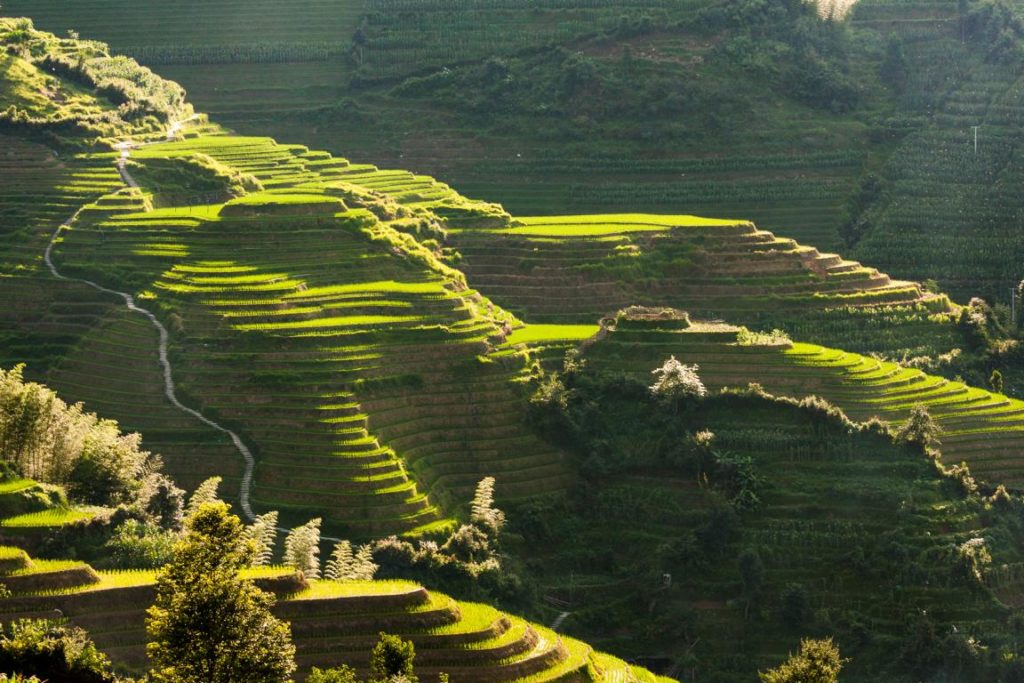 Reisfelder in Longsheng, China