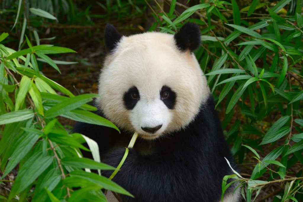 Panda, Fuzhou - China Mediterrane Seidenstraße