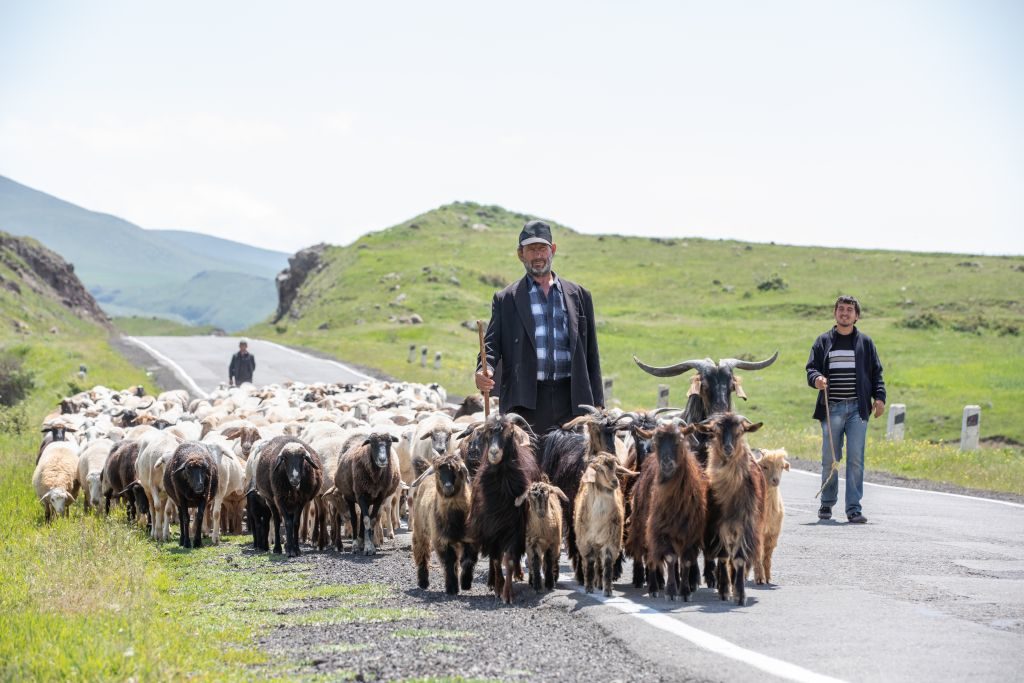 Schafe, Bauer, Berge, Armenien Reisen