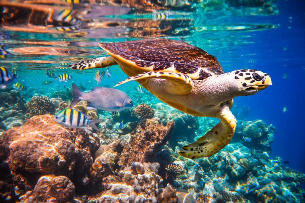 Schildkröte, Malediven Reise