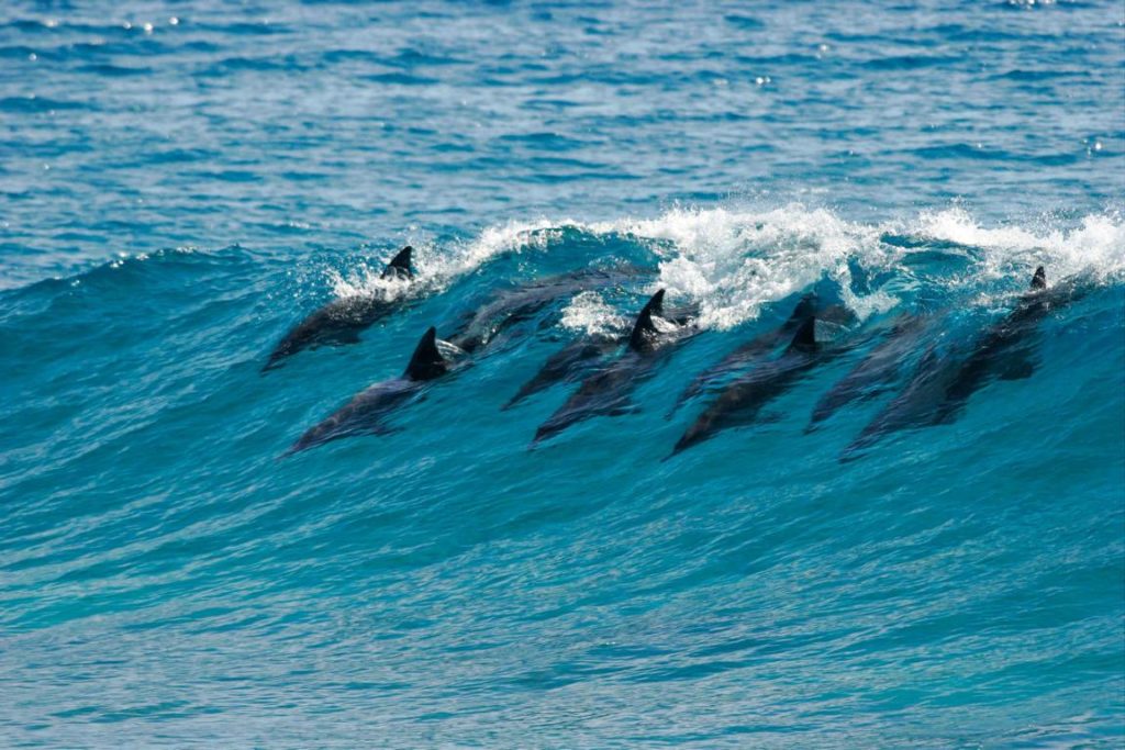 Delfine, Madagaskar Reiseziel