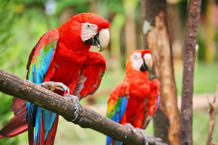 Papageien, Panama Urlaubsziel