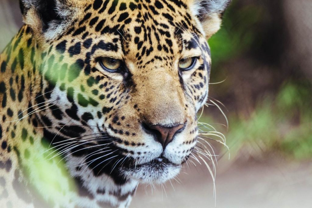 Jaguar, Paraguay Reiseziel