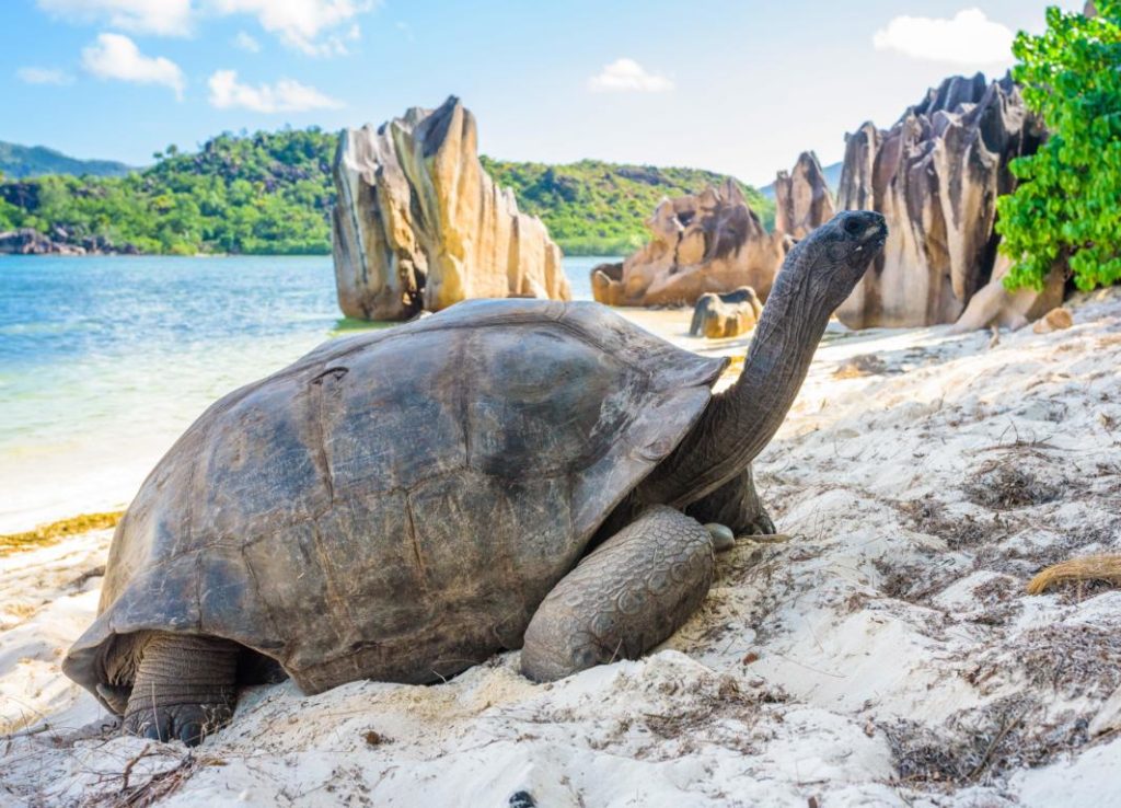 Riesenlandschildkröte, Aldabra-Atoll, Seychellen Reise