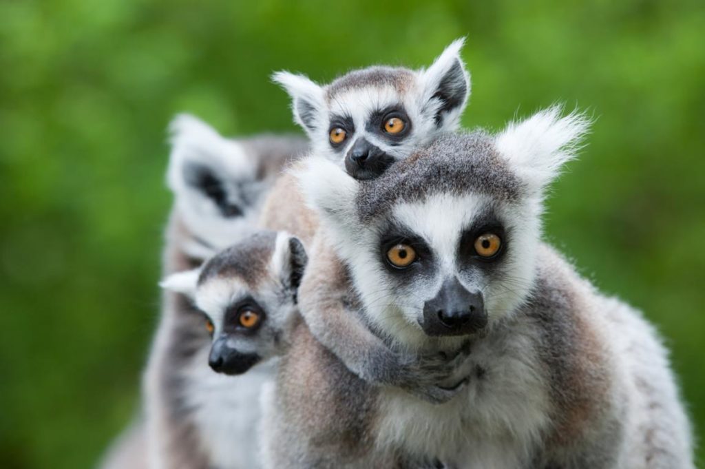 Lemuren, Madagaskar Urlaubsziel